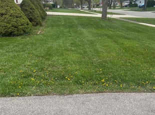 Tyrone F.'s turf maintenance service result