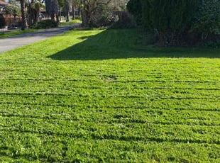 April K.'s turf care service result