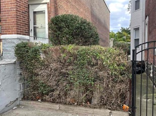 Kyle F.'s Bush Trimming service result