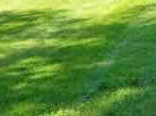 Kerry S.'s lawn service service result