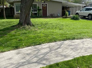 Dennis W.'s turf care service result