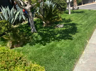 Kirsten R.'s grass maintenance service result