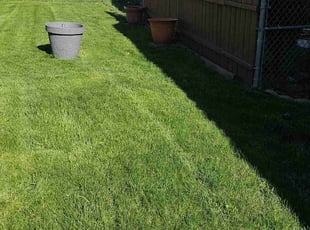Mark T.'s grass cutting service result