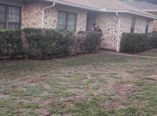 Alicia G.'s Leaf Removal service result