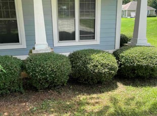 Danielle A.'s Bush Trimming service result