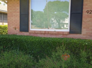 Nicole W.'s Bush Trimming service result