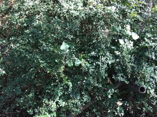 Leslye M.'s Bush Trimming service result