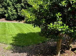 Frances A.'s lawn maintenance service result