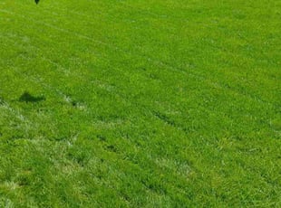 Jami N.'s lawn service service result