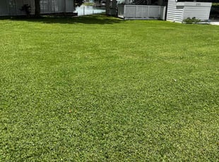 Sandy R.'s lawn maintenance service result