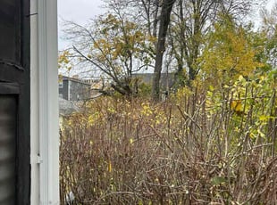 Ronald S.'s Bush Trimming service result