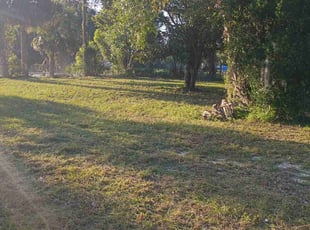 Mo B.'s grass maintenance service result