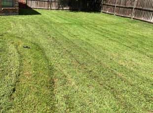 Dianne M.'s lawn care service result