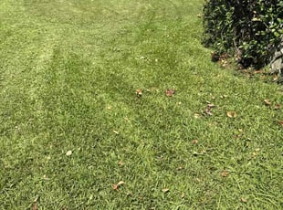Allan M.'s grass cutting service result