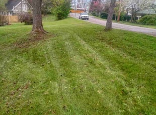 Emily G.'s lawn maintenance service result