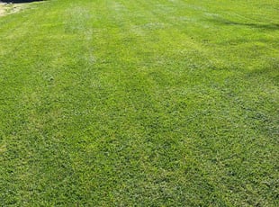 Stephánia S.'s turf care service result