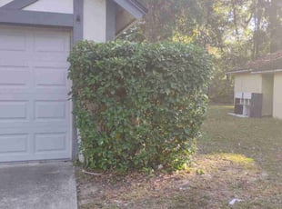 Koorosh Z.'s Bush Trimming service result