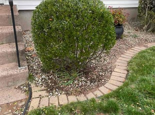 Megan C.'s Bush Trimming service result
