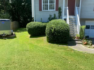 Marci B.'s Bush Trimming service result