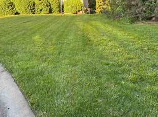 Sidat N.'s grass cutting service result