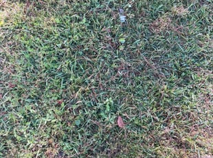 Stefani E.'s Long Grass Cleanup service result