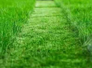 Jacqueline A..'s lawn maintenance service result