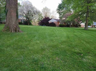 Jeneen R.'s turf care service result