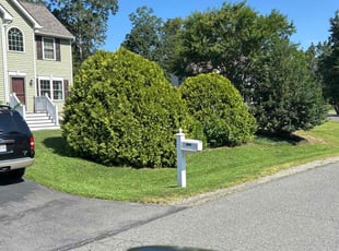 Mary D.'s lawn care services service result