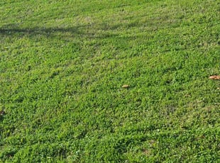 Valerie M.'s lawn maintenance service result