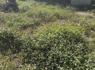 Tamara A.'s lawn service service result