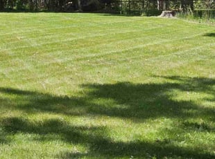Erik M.'s lawn service service result