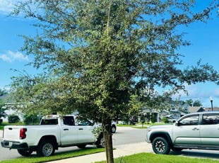 Lolita J.'s Tree Care service result