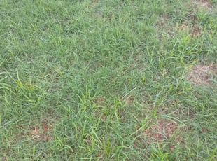 Nichelle S.'s Bush Trimming service result