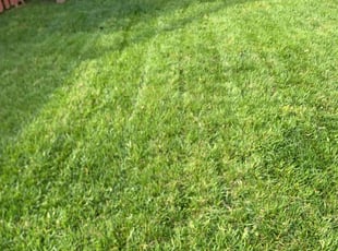 Karen B.'s grass cutting service result