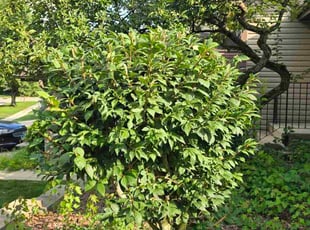 Leonard K.'s Bush Trimming service result