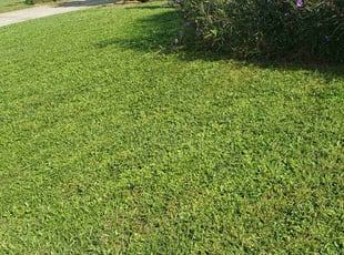 Freeman T.'s turf maintenance service result