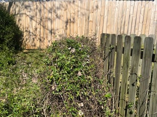 Daniel M.'s Bush Trimming service result