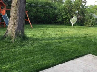 Ted B.'s turf care service result