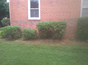 John N.'s Bush Trimming service result