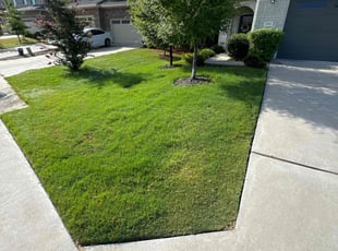 Jean M.'s lawn care service result