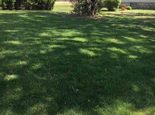 Amber H.'s turf maintenance service result
