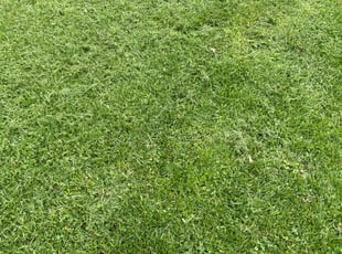 Matt L.'s lawn care services service result
