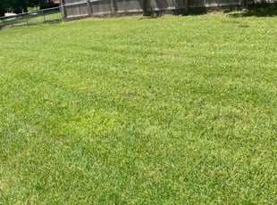 Michelle C.'s turf maintenance service result
