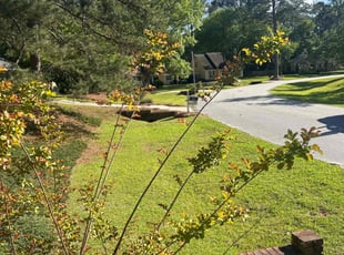 Bernice B.'s grass maintenance service result