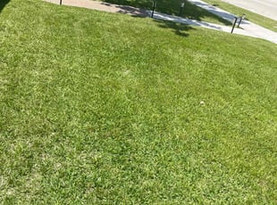 Warren T.'s turf maintenance service result