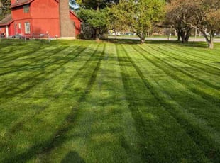Alec H.'s lawn maintenance service result