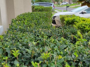John K.'s Bush Trimming service result