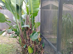 James S.'s Bush Trimming service result