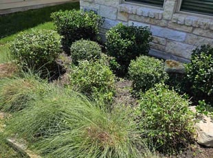 Gecenia M.'s Bush Trimming service result