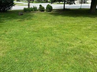 Bessie B.'s turf maintenance service result